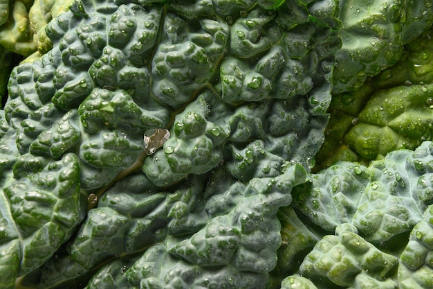 Salade de chou frisé toscane populaire isolé sur fond blanc