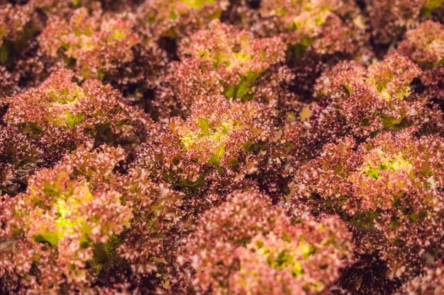 Salade de corail rouge, Salade bio ferme hydroponique, Laitue frisée rouge, Chêne rouge. Laitue de chêne rouge fraîche.