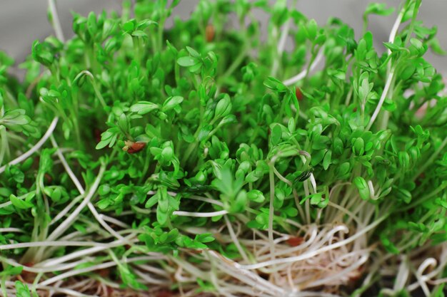 Salade de cresson frais sur fond de planches de bois