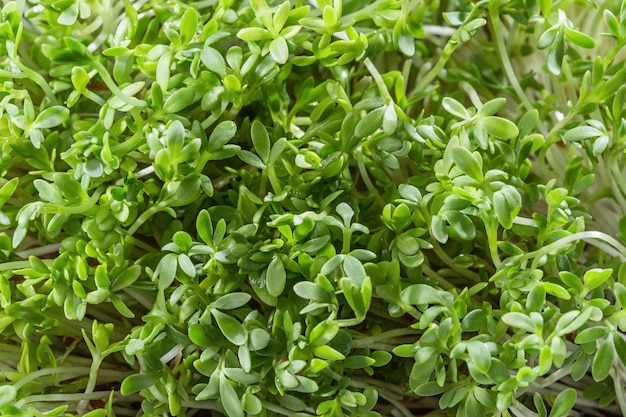 Salade de cresson frais isolé close up