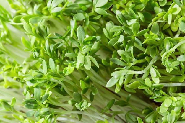 Salade de cresson frais isolé close up