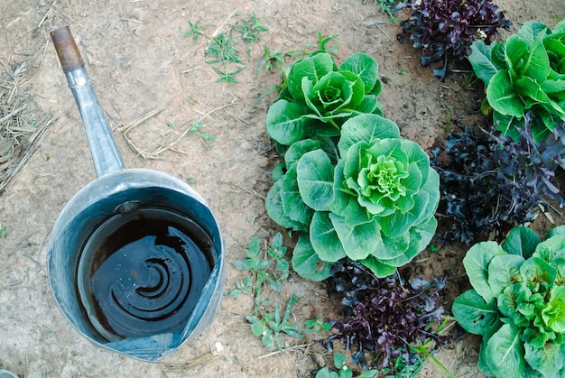 Salade dans le jardin de légumes pour la conception de concept d'alimentation et d'agriculture de santé Coria biologique