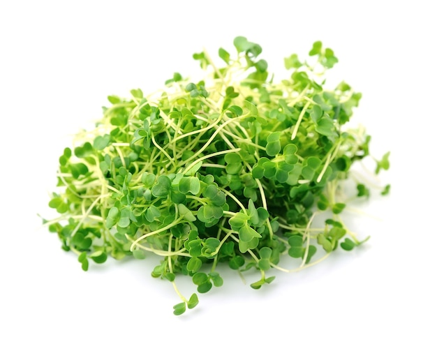 Salade d'épinards Microgreen isolé sur fond blanc