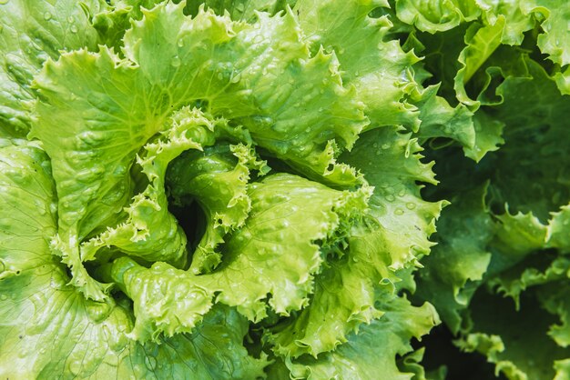 Salade fraîche au potager du village au soleil. Fermer