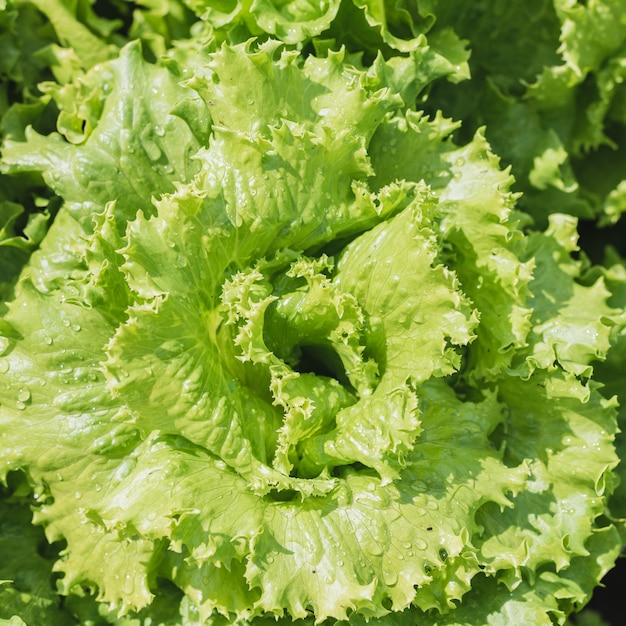 La salade fraîche pousse dans un potager dans un village en été