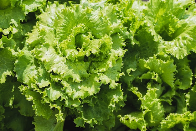 La salade fraîche pousse dans un potager dans un village en été