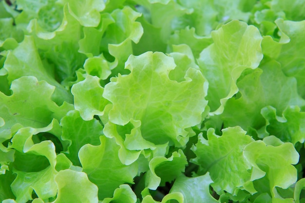 Salade fraîche verte poussant dans un jardin Vue de dessus