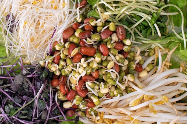 salade, haricots et fond de légumes différents