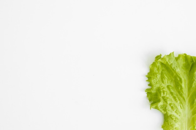 Salade de laitue frisée isolé sur fond blanc