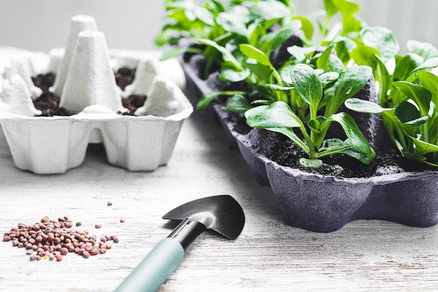 Salade de maïs dans une boîte à œufs réutilisée et outils de jardinage jardinage environnemental durable