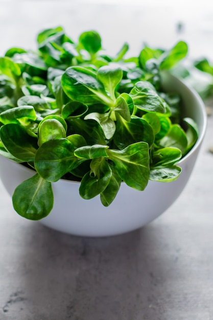 Salade de maïs vert juteux frais sur une plaque sur un fond bleu