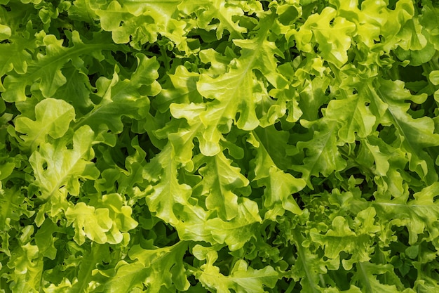 La salade verte laisse jn un lit de jardin au jour ensoleillé pour le fond