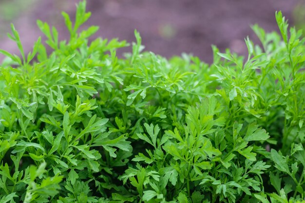 Salade verte poussant dans le jardin à ciel ouvert. Aliments frais et sains poussant dans le jardin.