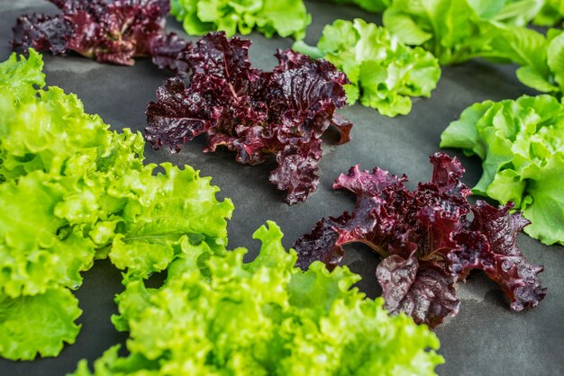 Salades de ferme de laitue en rangées