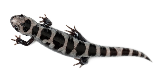 Salamandre marbrée (Ambystoma opacum)