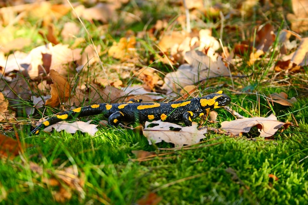 Salamandre Tachetée Dans Une Herbe Verte