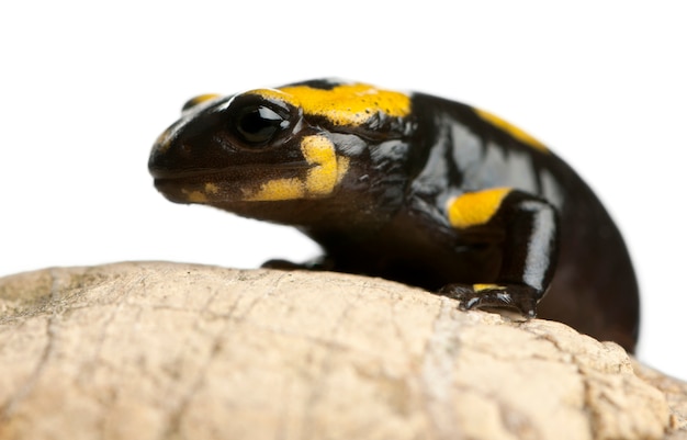 Salamandre tachetée (Salamandra salamandra)