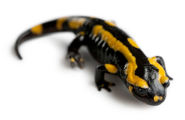 Salamandre tachetée (Salamandra salamandra)