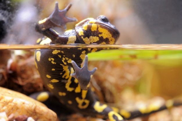 La salamandre tachetée - Salamandra