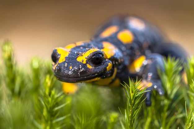 Photo salamandres de feu salamandre salamandre vit dans les forêts à feuilles caduques d'europe centrale et son nombre est en déclin