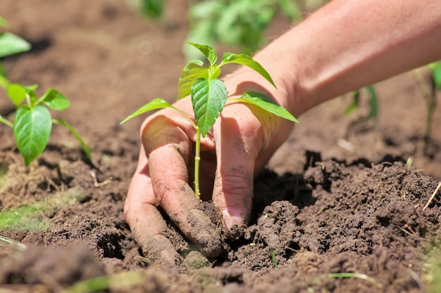 Sale et boueux des mains mâles et de la plante moulue