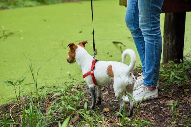 Sale chien s'amuse dans le marais