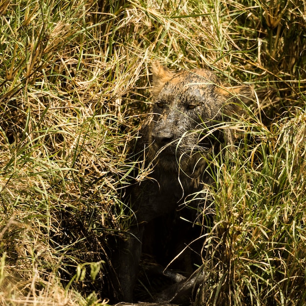 Sale lionne se cachant dans la brousse, Serengeti, Tanzania, Africa