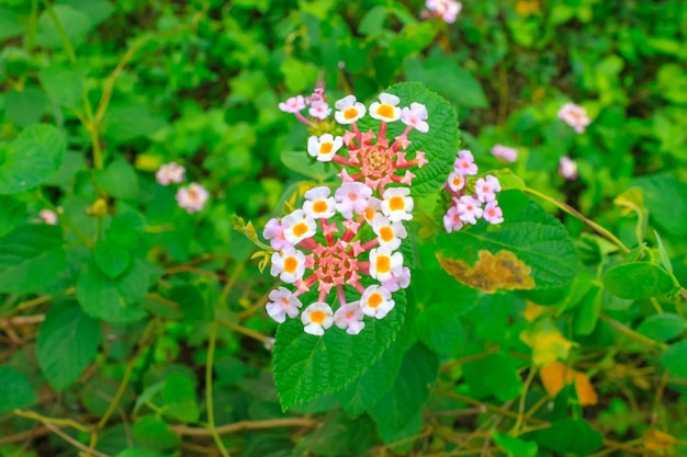 Photo saliara ou nom scientifique lantana camara est un type de plante à fleurs de la famille des verbénacées