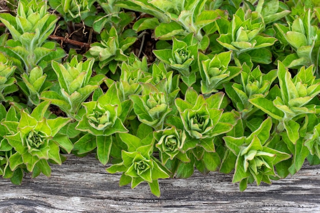 Salicaire pointillée Lysimachia punctata Jeunes pousses