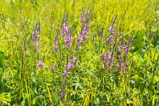 Salicaire pourpre Lythrum Salicaria