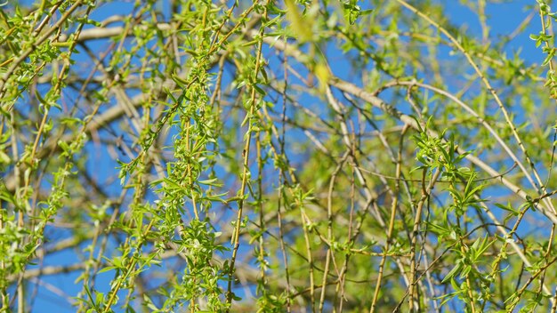 Photo salix babylonica est une branche du saule pleureur en fleurs.