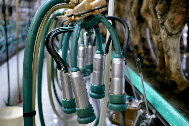 Photo salle de traite des vaches sur une ferme laitière