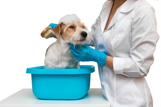 Salon de toilettage. Une fille en blouse blanche et gants lave un chien Jack Russell Terrier dans un bassin bleu. Isolé sur fond blanc.