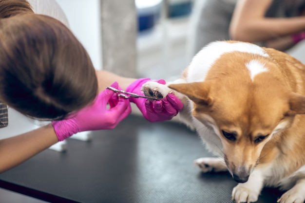 Salon de toilettage. Gros plan photo d'un toiletteur mains travaillant avec un chien