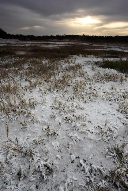 Salpêtre sur le sol d'un lagon dans un environnement semi désertique de la province de La Pampa Patagonie Argentine