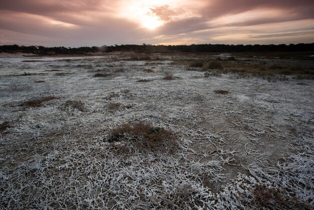 Salpêtre sur le sol d'une lagune de la province de Pampa Patagonie Argentine