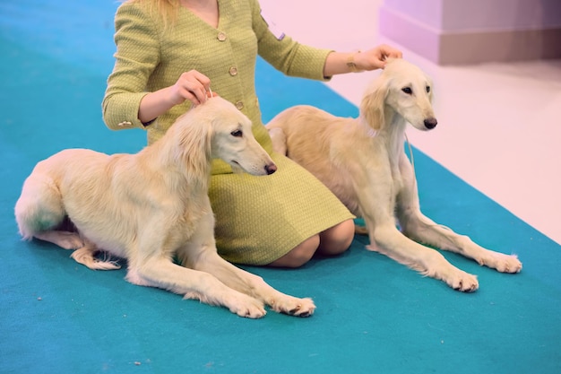 Saluki un lévrier persan se trouve à côté du propriétaire des chiens