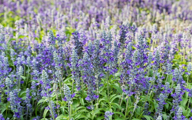 Salvia bleu