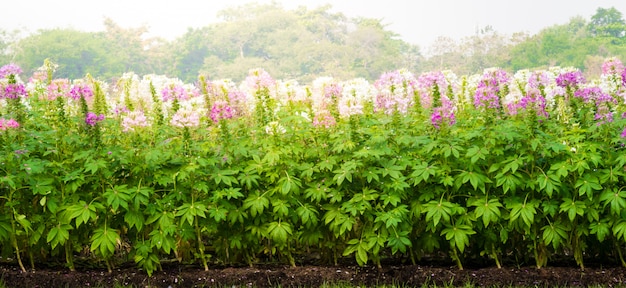 Salvia bleue et fleur d&#39;araignée