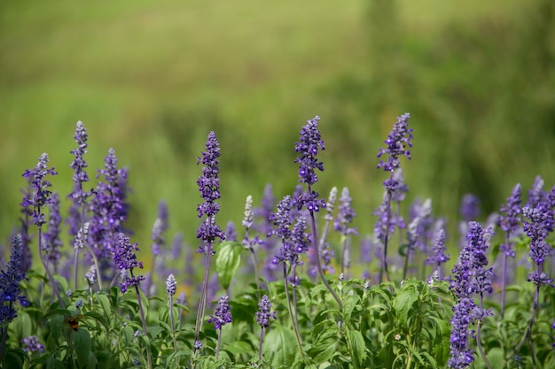 salvia bleue