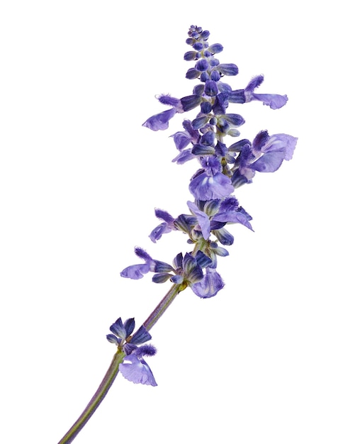 Salvia farinacea Salvia bleue Mealy cup fleurs de sauge en fleurs isolées sur fond blanc