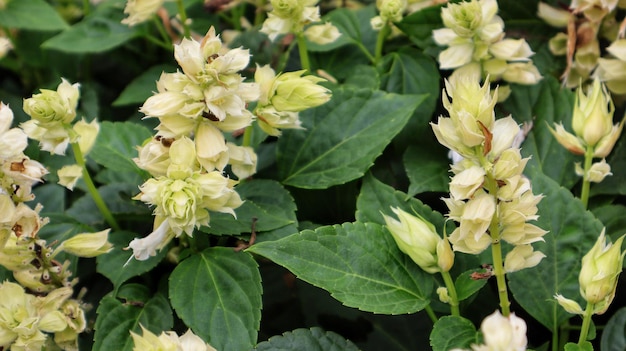 Salvia Mojave ou Salvia splendens vista fleur blanche qui fleurit dans un jardin