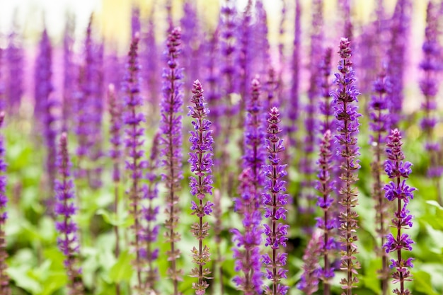 Photo salvia officinalis, sauge, aussi appelée sauge de jardin, ou sauge commune.