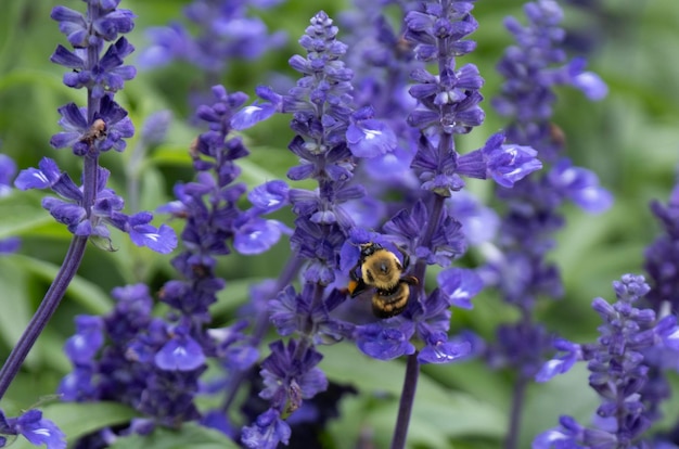 Salvia pollinisateur d'abeille