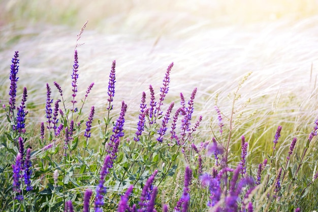 Salvia. Prairie d'été avec sauge au coucher du soleil