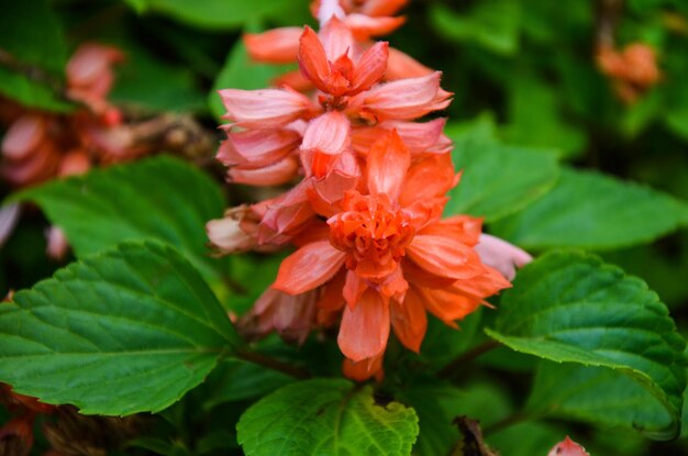 Salvia splendens dans le parc