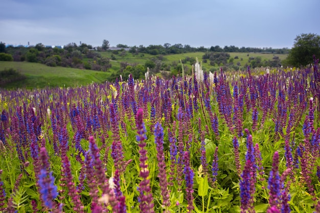 Salvia