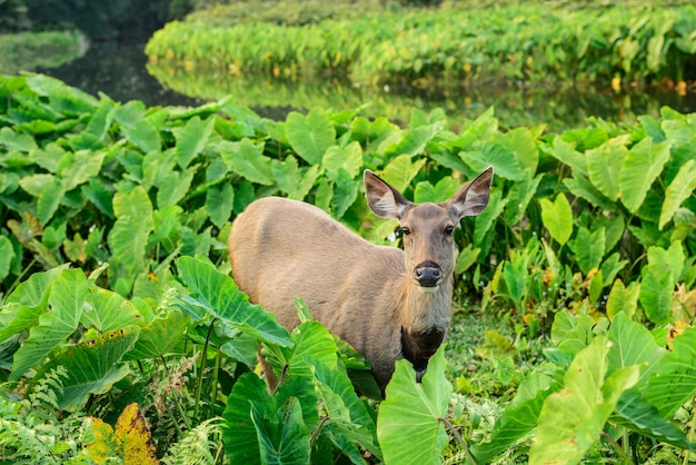 Sambar, cerf, dans, vert, marais, Khao, Yai, parc national, thaïlande