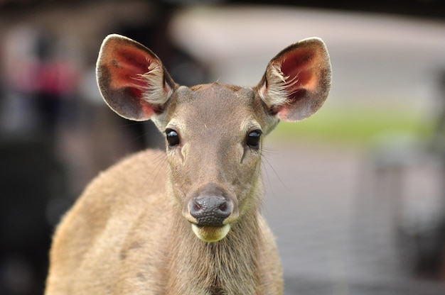 Sambar Deer dans le parc national de Khao Yai, Thaïlande