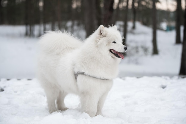 Samoyède blanc moelleux se promène dans la forêt Balta kapa en Lettonie baltique